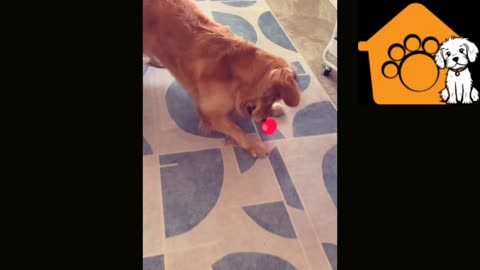 Funny dog playing with interactive ball🏀