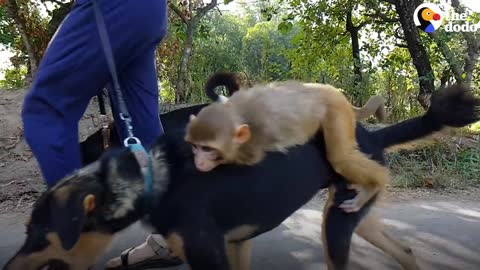 Friendships of dog and monkey👌