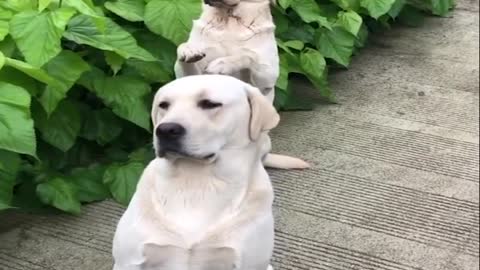 Cutest Labrador Puppies baby