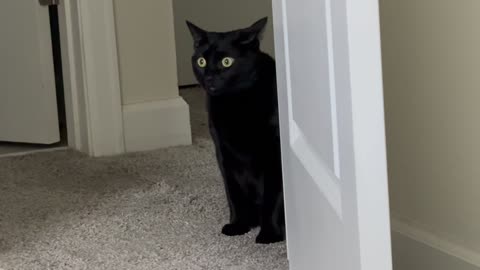 Adopting a Cat from a Shelter Vlog - Cute Precious Piper is a Beautiful Alert Security Guard