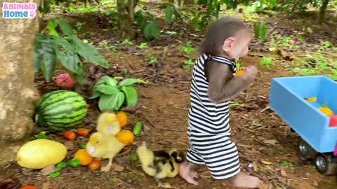 BiBi takes ducklings to pick fruits at the farm