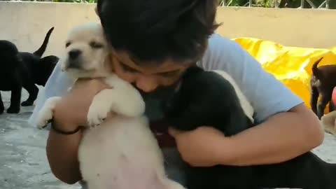 Cute Puppies Playing With Little Boy