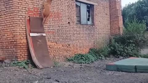 🦁Dog training for dangerous stunt# Ohhh.... My God###