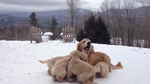 Mother Playing With Her Pups