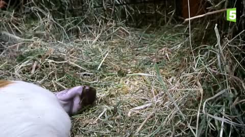 Live birth of baby guinea pigs