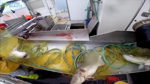 Amazing Automatic Lines Catching and Processing Fish Right on Ship Big Catch in The Sea