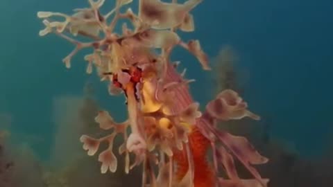 Leafy Sea Dragon | The Mythical Sea Creature