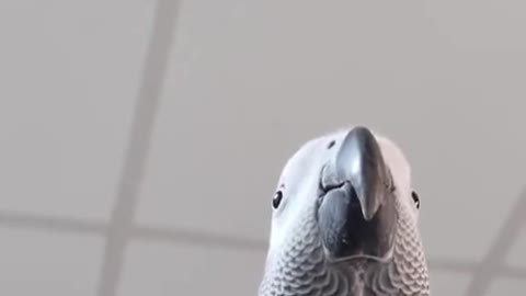 Bird making Samsung notification sounds