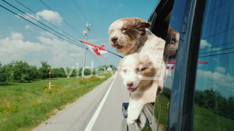 Two Cute Dogs With The Flag Of Canada