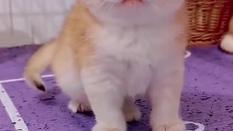 CUTE CAT