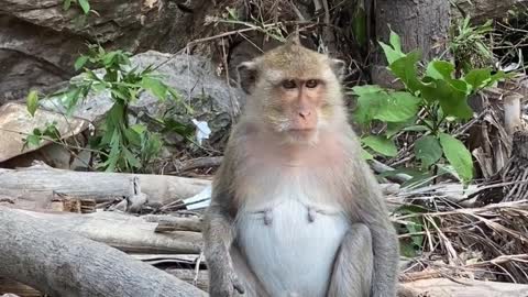 If she pregnant?#monkey#love