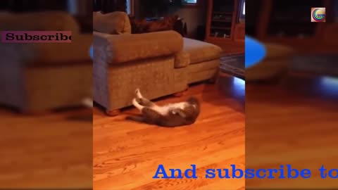 See how cute the cat is exercising.