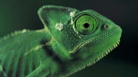 Closeup video of a green chameleon seen from one side.