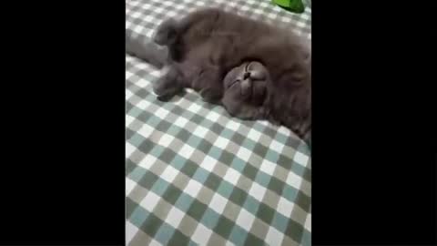 Funniest Animals - Best Of The 2021 Funny Animal Videos👍👍