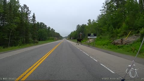 Moose crossing the highway