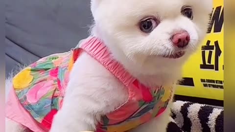 🥰😍🤩😋😉😚😗😘🤟👌👍 funny dog video|funny video|dog funny video 🥰😍🤩😋😉😚😗 #cat #funny #dog #ca #funniestvideo