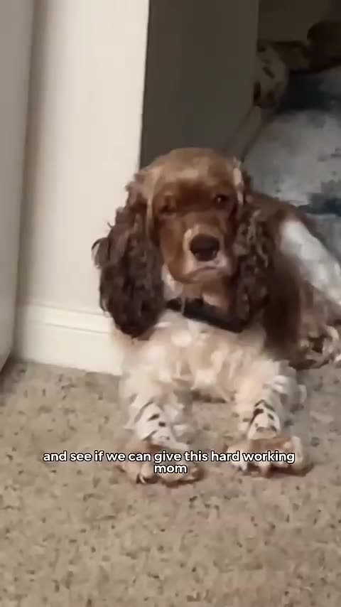 Cute dog baby video