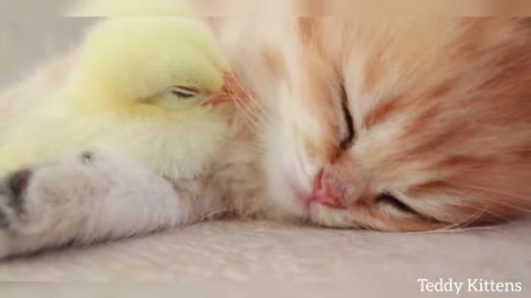 The kitten sleeps with a tiny chicken 🐥