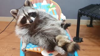 Raccoon is lying down and trimming his beard neatly.