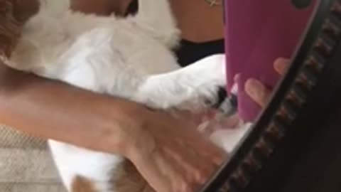 Girl asks white brown dog for kiss pink phone dog covers her mouth