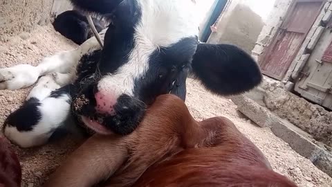 My first vlog 3cute baby cows