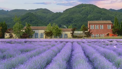 Lavender flower language