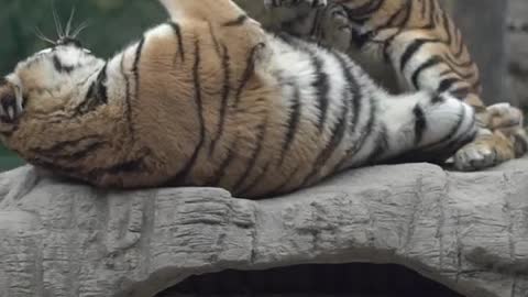 Two ferocious tigers are playing