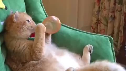 Funny Cat😺 with balloon🎈😂