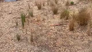 Dried Australian River Flows Again