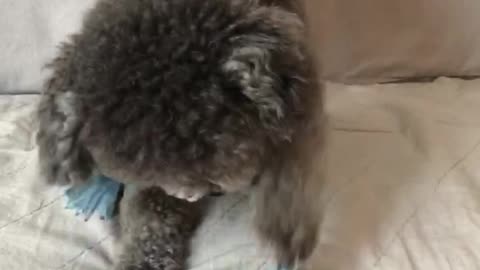 Silver Poodle playing tug