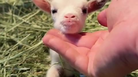 BABY PYGMY GOAT