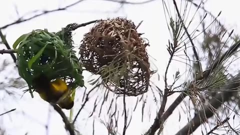 Nature's Hidden Treasures: The Fascinating World of Bird Nesting