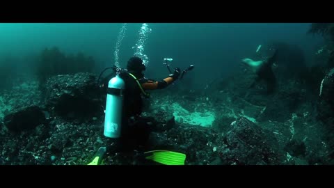 belle relation sur la mer avec des animaux de mer