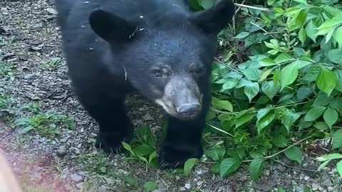 Cute Cubs Peek through Porch