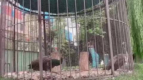 peacock in cage