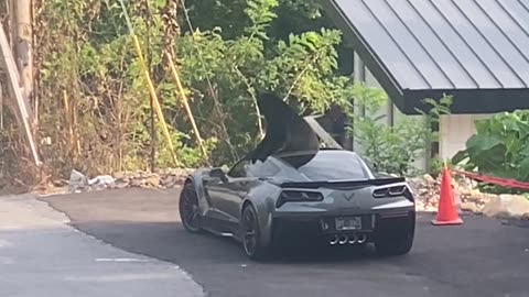 Black Bear Climbs Out of Corvette