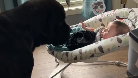 When your mastiff just needs a little kiss