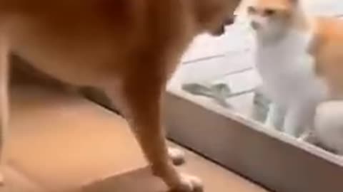 Funny🤣cat and dog