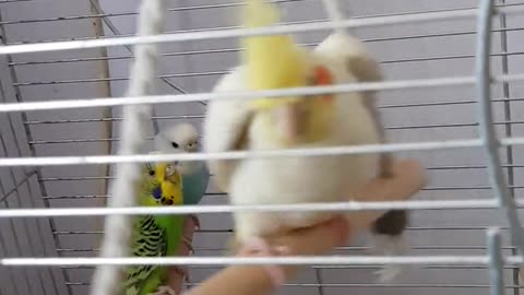 Pet birds in a cage,,,