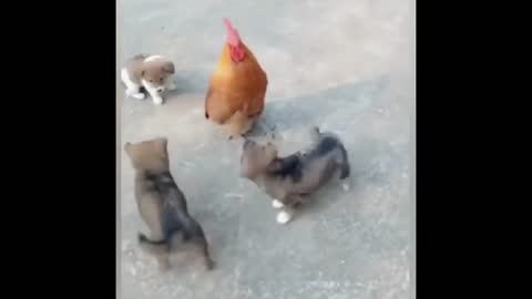 Baby dogs are playing with their chicken friend