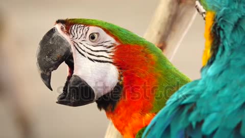 4K Colourful parrot