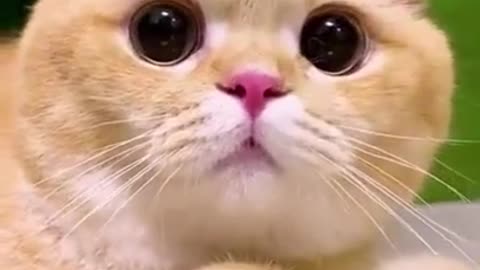 Cute cat ||Funny Cat || Cute animal || Adorable Cat Video || Viral Short video || 2023