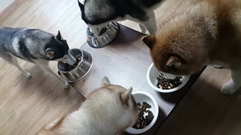 It's best to eat together. Husky family eating together...puchitan