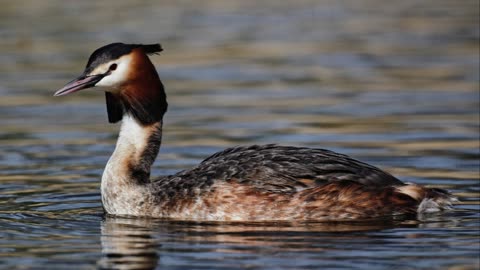 The Great Crested Grebe: Close Up HD Footage (Podiceps cristatus)