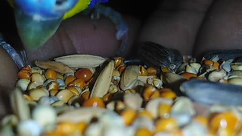 Budgies eating seeds on my hand