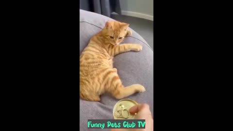 Funny Animal Videos 🤣 Funniest Cats and Dogs Videos 2024 😁 #215