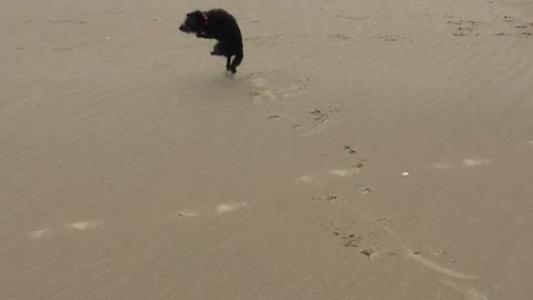 Beach Zoomies