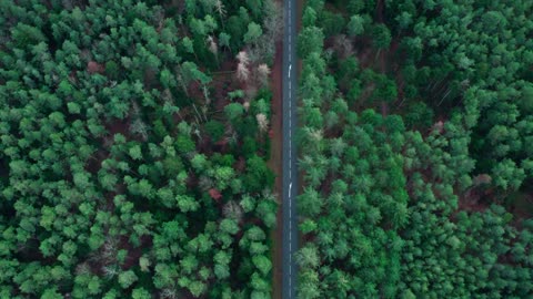 Scenic Journey: A Serene Road Through Lush Greenery