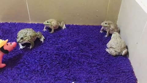 Funny bullfrog/ funny animals frog sounds cute frog