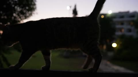 cat walking away leaving in slow motion with picturesque